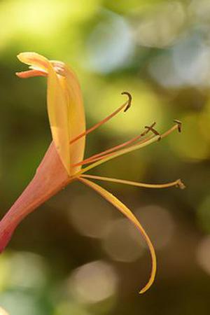 鳳岡縣茶葉出口達萬元