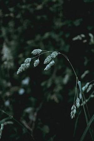 鳳岡縣茶葉出口達萬元