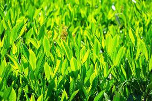 廣州地區(qū)高職畢業(yè)生心理壓力分析
