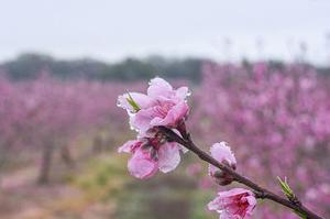 Z2上平延群的有理不變量