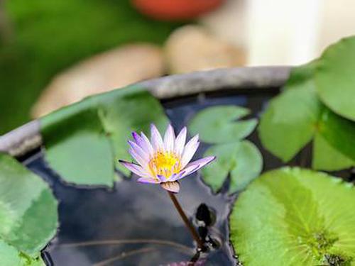彩庫(kù)寶典2019點(diǎn)評(píng)活動(dòng)