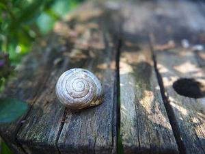 她說，你聽。26——失敗者的飛翔