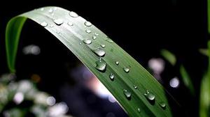 優(yōu)質(zhì)稻標(biāo)準(zhǔn)化生產(chǎn)技術(shù)