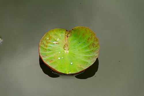 金幣斗牛牛點(diǎn)評(píng)版本