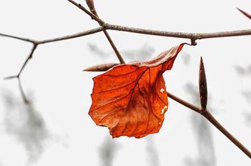 歡樂三張牌小米游戲點(diǎn)評(píng)哪個(gè)好