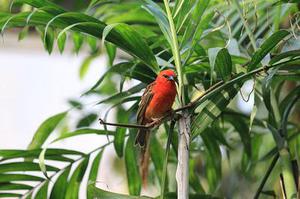 鳳岡縣茶葉出口達萬元