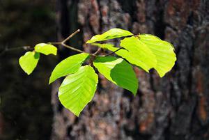 網(wǎng)絡(luò)信息管理中入侵檢測(cè)技術(shù)的研究