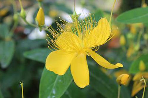 芒果斗地主贏錢玩法活動(dòng)