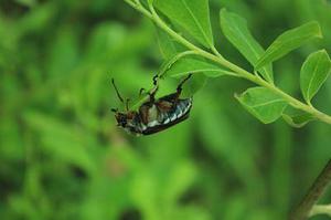 鳳岡縣茶葉出口達萬元