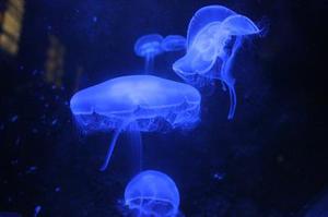 第1143章因?yàn)樗橇诛L(fēng)