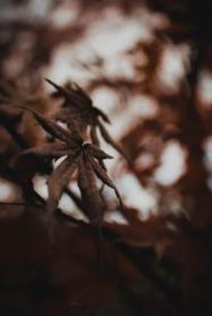 顯現(xiàn)的一抹亮色