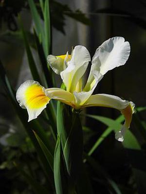 鳳岡縣茶葉出口達(dá)萬(wàn)元