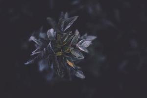 第1143章因為他是林風