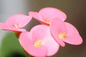 第1143章因?yàn)樗橇诛L(fēng)