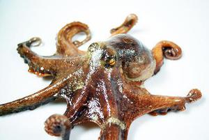 不同浸種條件對小麥種子吸水特性及活力的影響