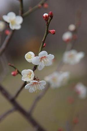 鳳岡縣茶葉出口達(dá)萬(wàn)元