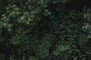 能力成熟度模型