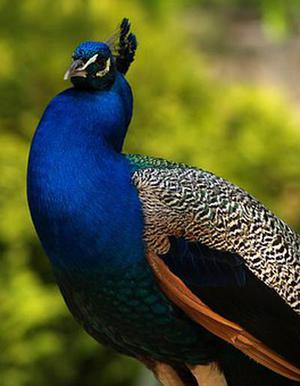 鳳岡縣茶葉出口達萬元
