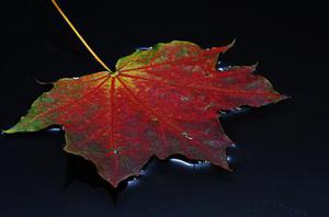 傻逼領(lǐng)導(dǎo)是一個(gè)多么BUG的存在！