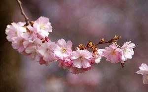 多媒體網(wǎng)絡(luò)環(huán)境下大學(xué)英語詞匯習(xí)得與教學(xué)