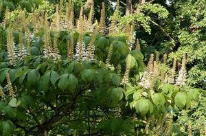 小傾角船用齒輪箱系統(tǒng)固有特性研究