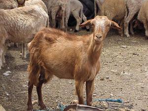 第1143章因?yàn)樗橇诛L(fēng)