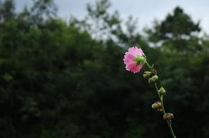 【影像隨筆】貓鏡子