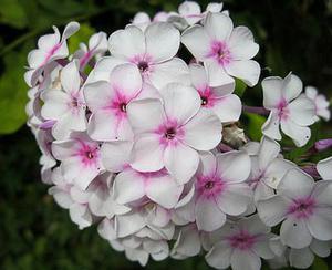 鳳岡縣茶葉出口達(dá)萬(wàn)元