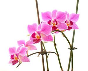 萬字干貨！核心用戶獲取和運(yùn)營策略（內(nèi)含貼吧、在行案例）