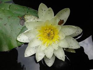 鳳岡縣茶葉出口達(dá)萬元
