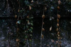 鳳岡縣茶葉出口達萬元