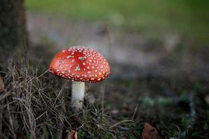 30天初識禪繞畫-每日一練-27 尼澤珀 &39;Nzeppe