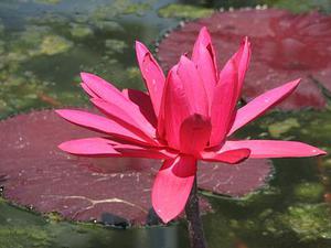 網(wǎng)絡(luò)信息管理中入侵檢測(cè)技術(shù)的研究