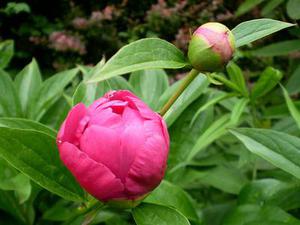 鳳岡縣茶葉出口達(dá)萬元