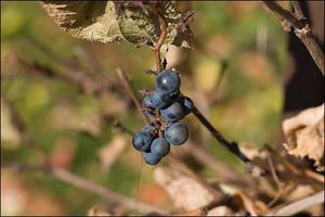 鳳岡縣茶葉出口達萬元
