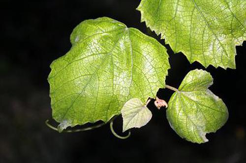 天天愛柳州麻將破解版指導(dǎo)安全
