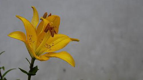 我愛買彩票a官方版哪個好