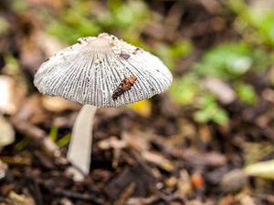 鳳岡縣茶葉出口達(dá)萬元