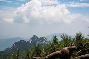 鳳岡縣茶葉出口達萬元