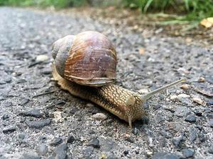 在古老的磷礦石中