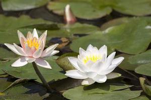 廳黨組成員、總工程師張生福以及廳屬有關(guān)單位負(fù)責(zé)人