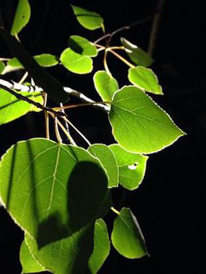 華信中科國際傳媒集團：傳播先進文化，助力“十三五”文化發(fā)展改革 