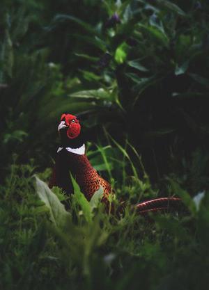 顯現(xiàn)的一抹亮色