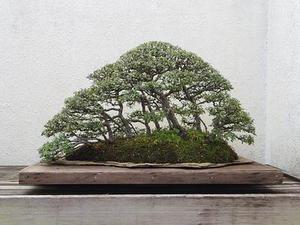 那些年我曾追過(guò)的穿越小說(shuō)
