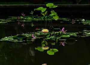 水鄉(xiāng)里的油菜花