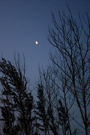 明星茶秀