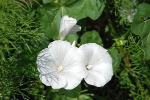 蘋果最牛的不僅是創(chuàng)新，更重要的是勇于拋棄
