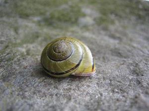 剖宮產(chǎn)術(shù)后人流現(xiàn)狀分析與對(duì)策