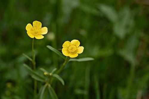 歡樂贏三張各種版本更新游戲