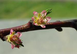 灌芯混凝土砌塊砌體的受剪強(qiáng)度研究